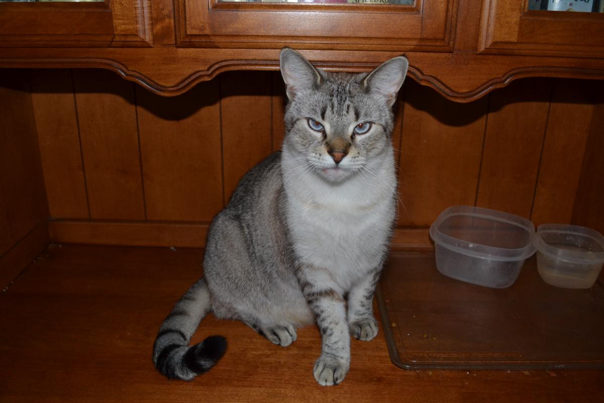 Image of Saber (sanjay), Lost Cat