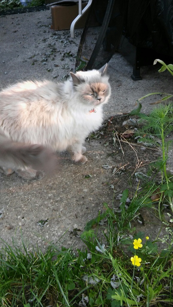 Image of Natasha, Lost Cat