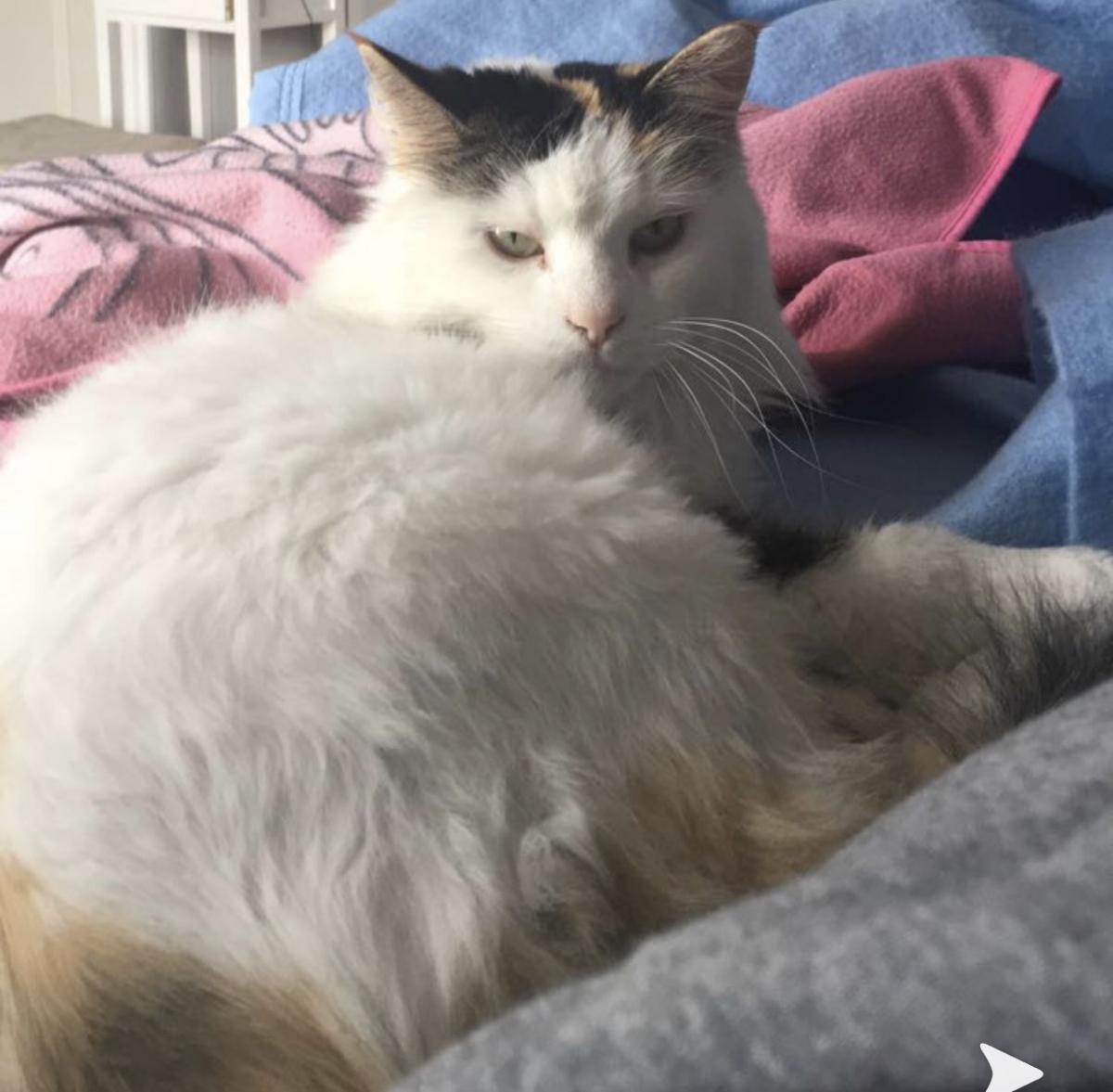 Image of Annabell, Lost Cat