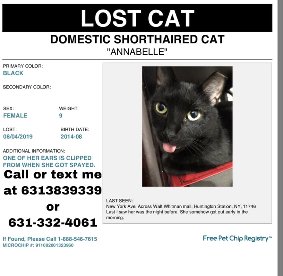 Image of Annabelle, Lost Cat