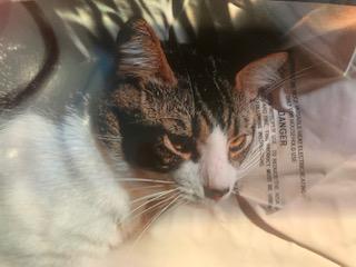 Image of Rufus, Lost Cat