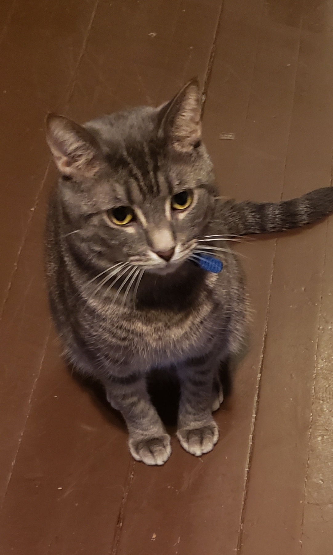 Image of gio, Lost Cat