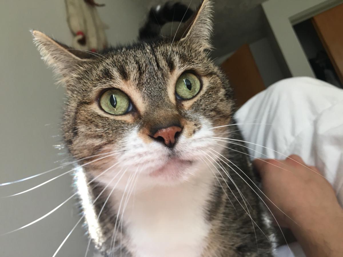 Image of Lillyz, Lost Cat