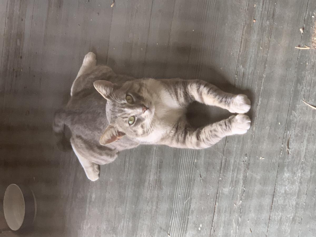 Image of Unknown, no collar, Found Cat