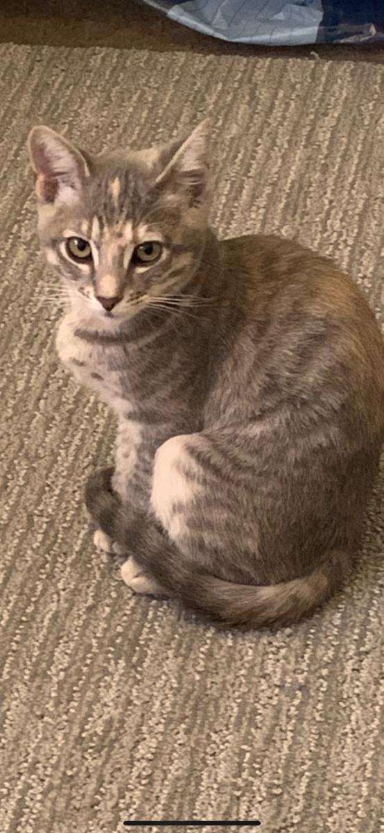Image of Phyllis, Lost Cat