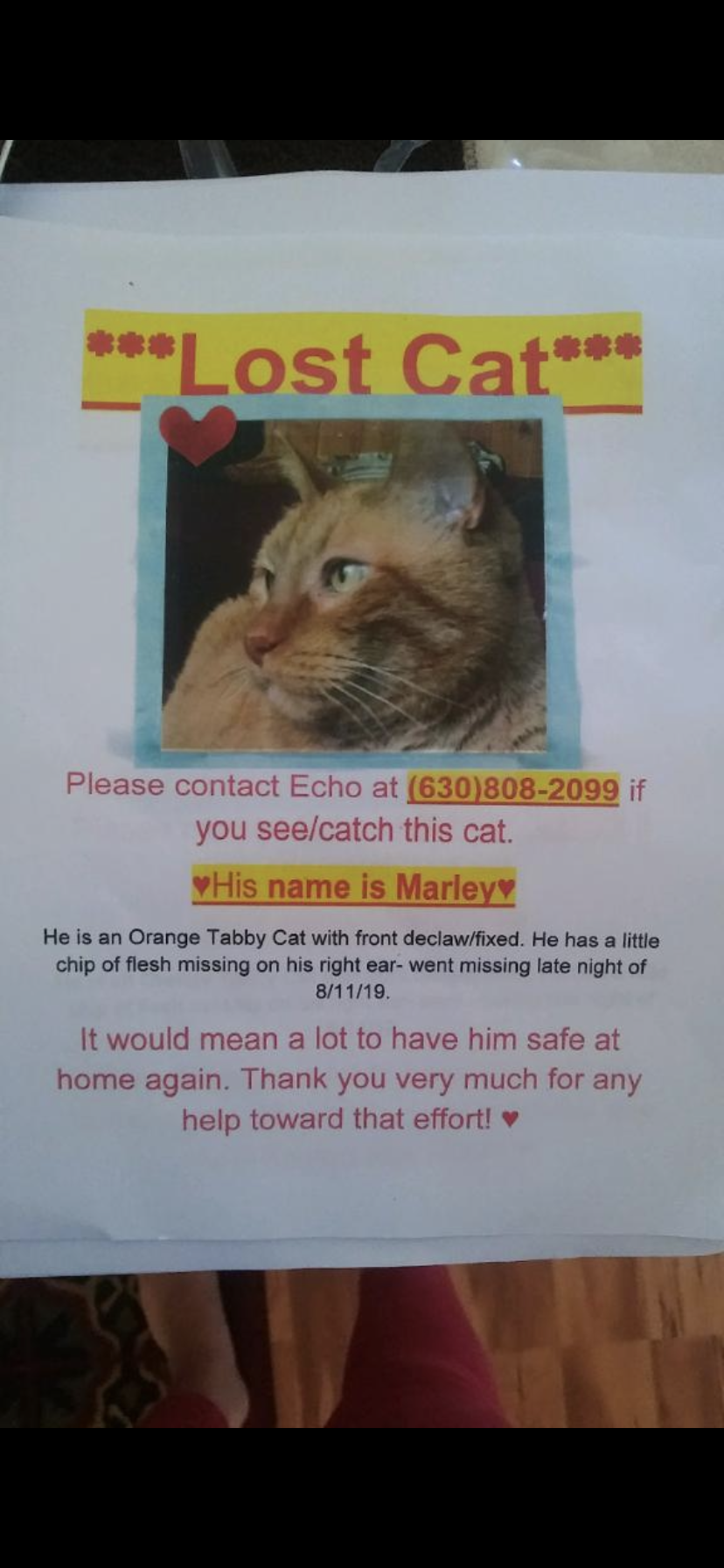Image of Marley, Found Cat