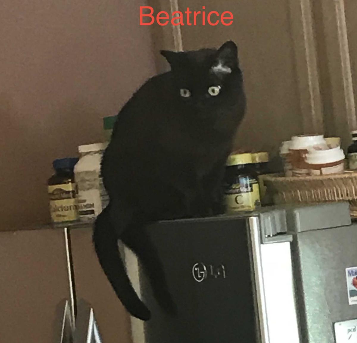 Image of Beatrice, Lost Cat
