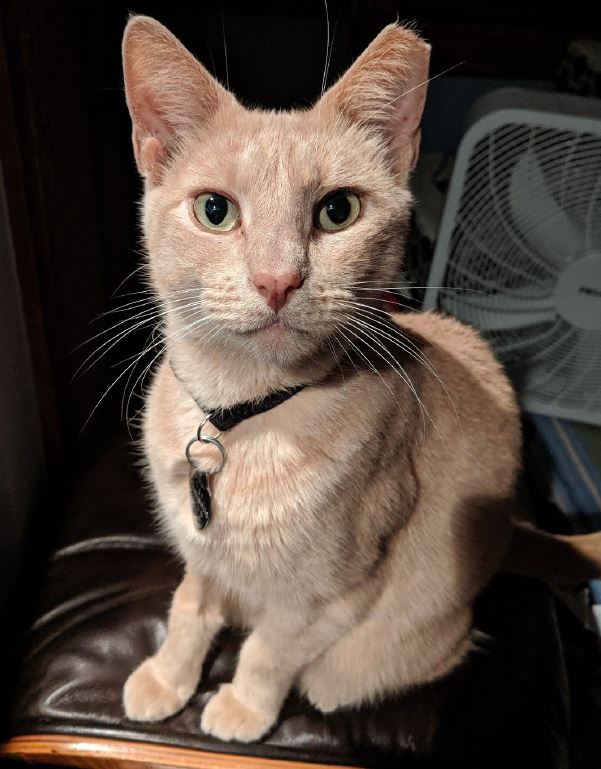 Image of Ferdinand, Lost Cat