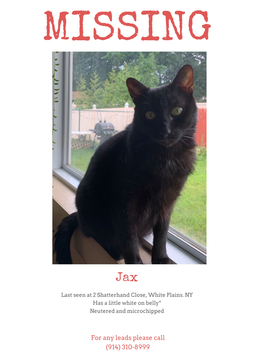 Image of Jax, Lost Cat