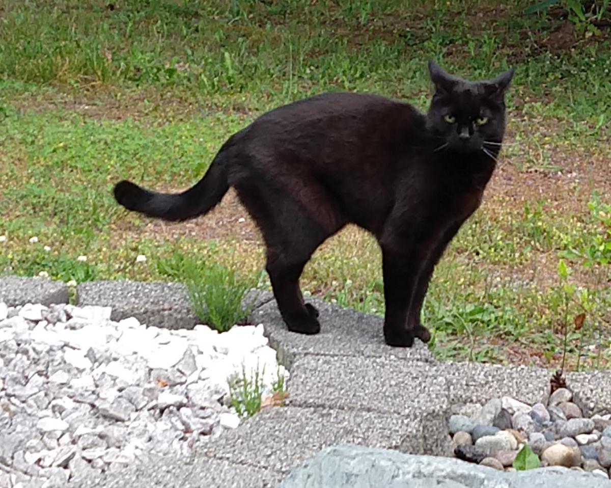 Image of Panther, Lost Cat