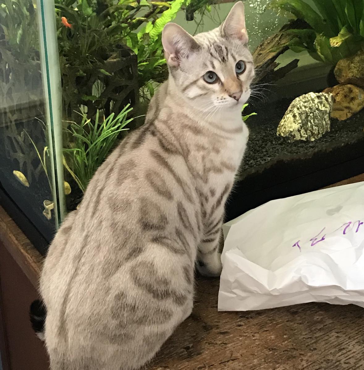 Image of Clyde, Lost Cat