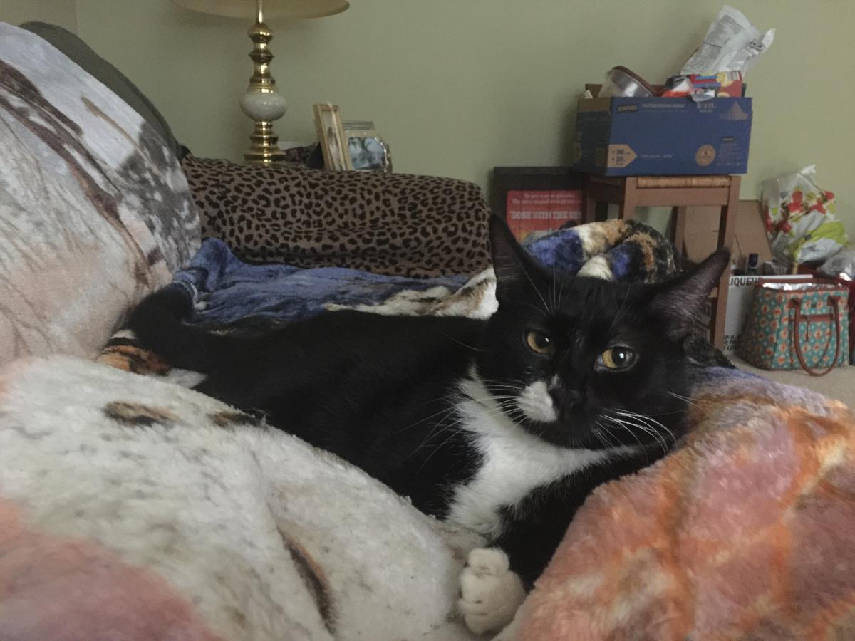 Lost Cat Domestic Short Hair in GREENSBURG, PA Lost My Kitty