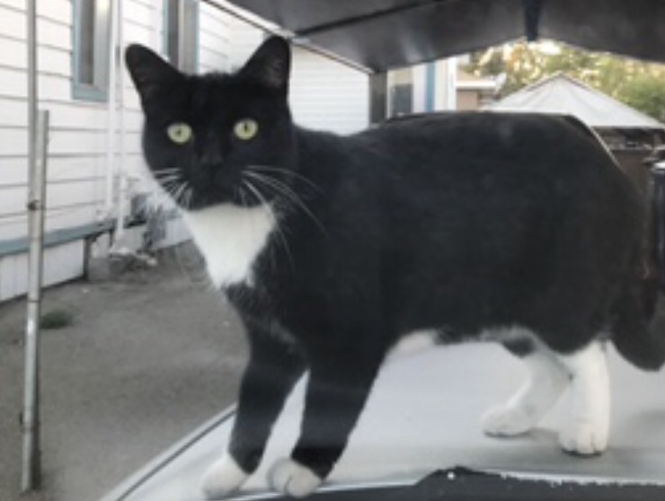 Image of Mittenz, Lost Cat