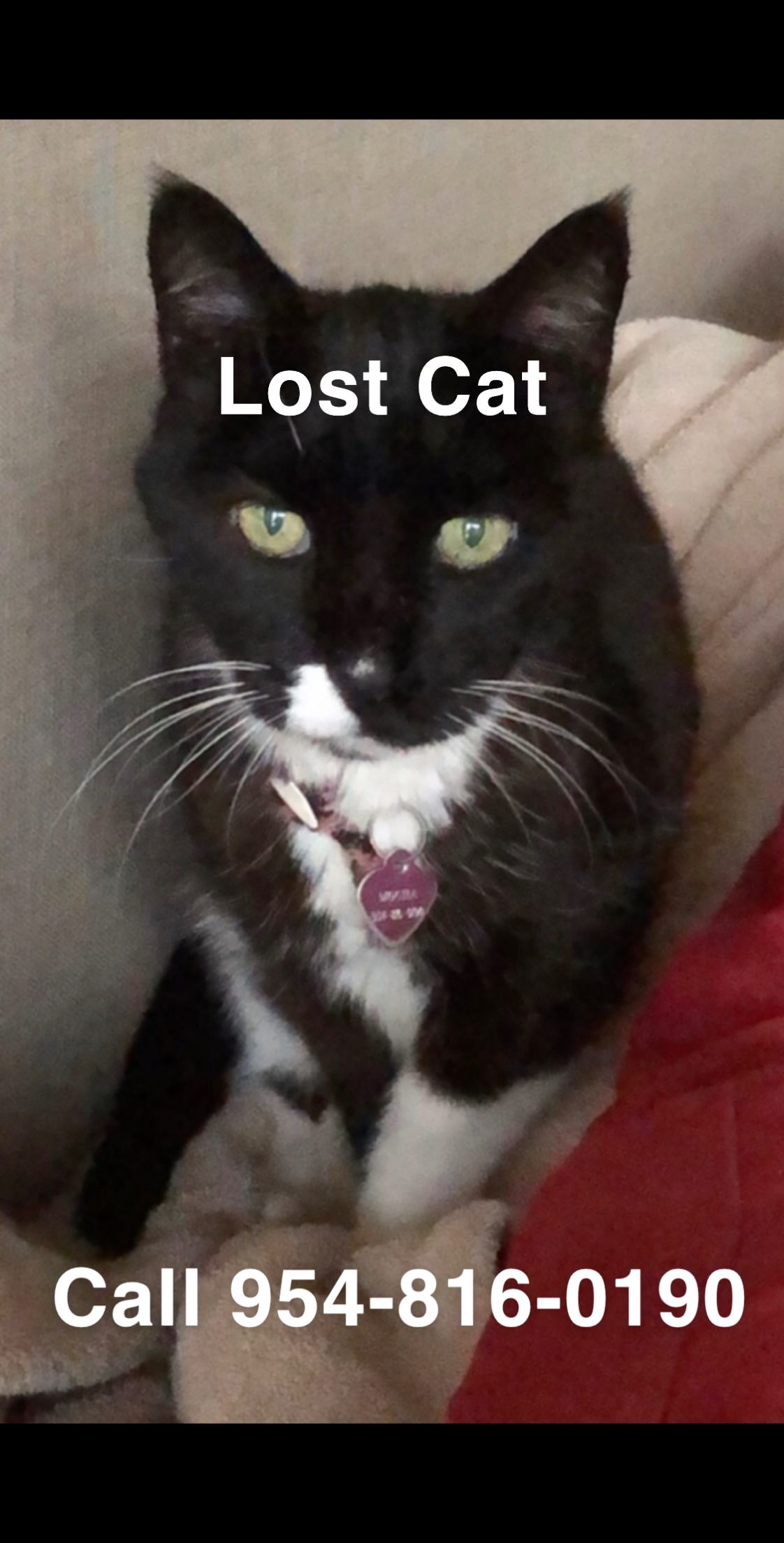 Image of Mocha, Lost Cat