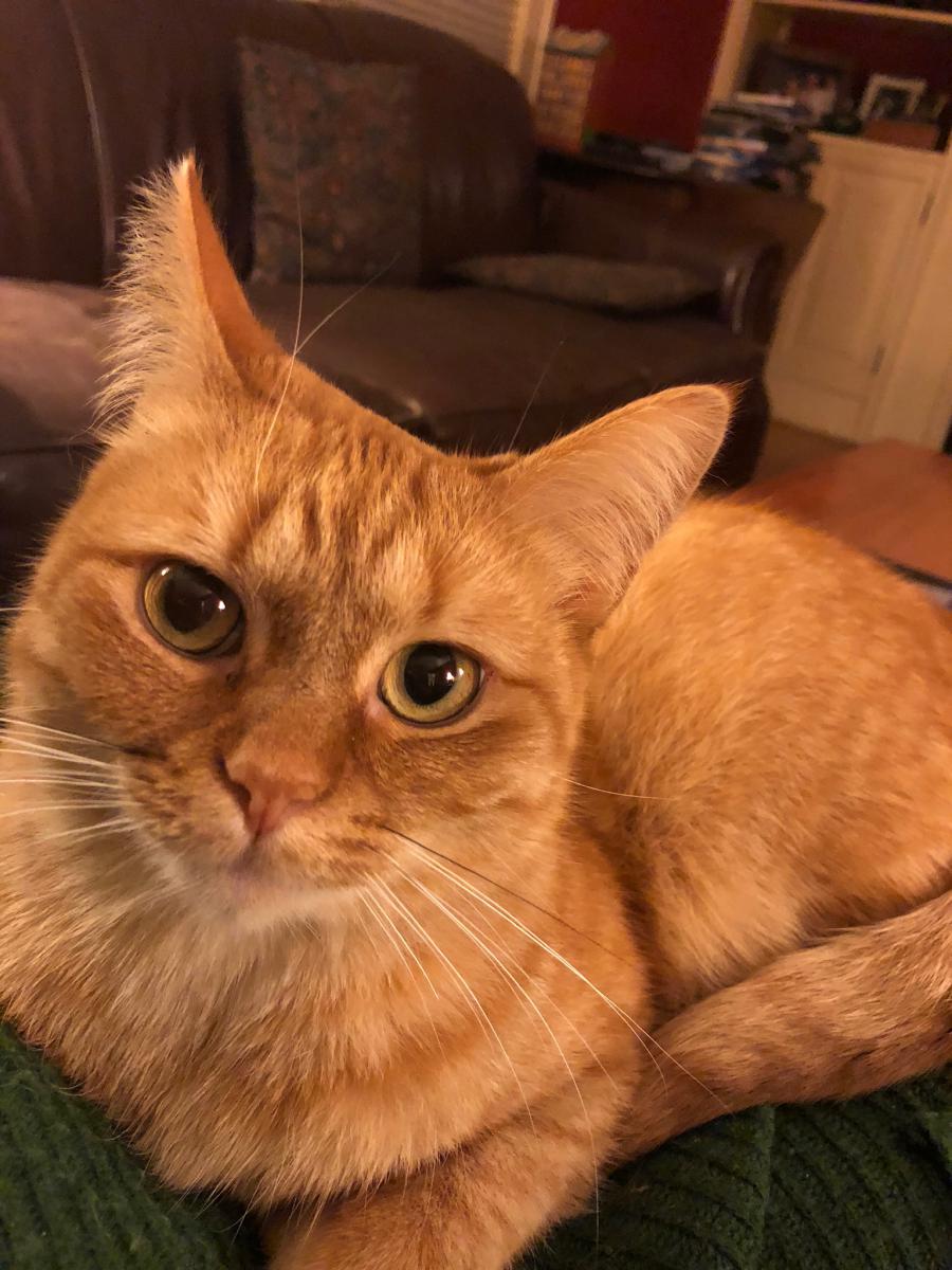 Image of Dewey, Lost Cat