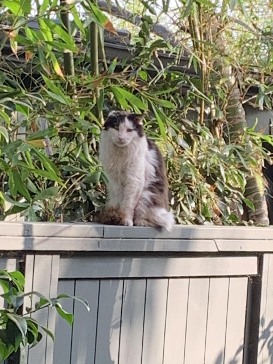 Image of Van Gogh, Lost Cat