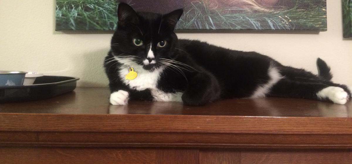 Image of Tuxedo (Tux), Lost Cat