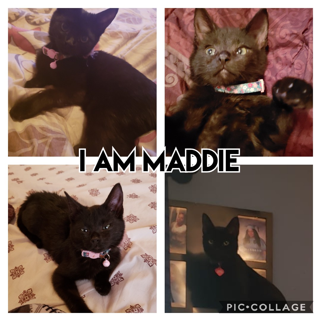 Image of maddie, Lost Cat
