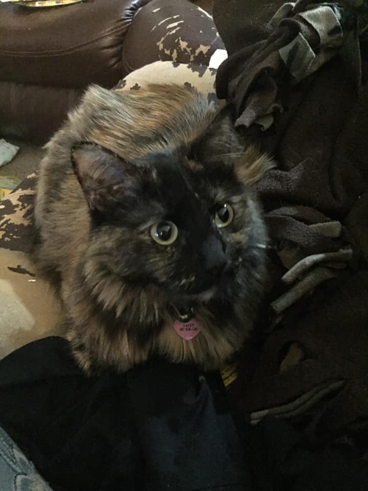 Image of Lacey, Lost Cat