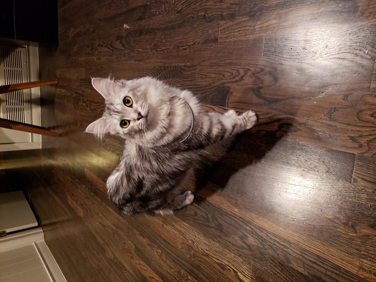 Lost Cat Maine Coon in DALLAS, TX Lost My Kitty