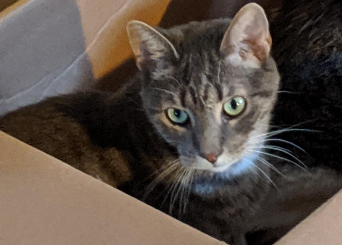 Image of Miles, Lost Cat