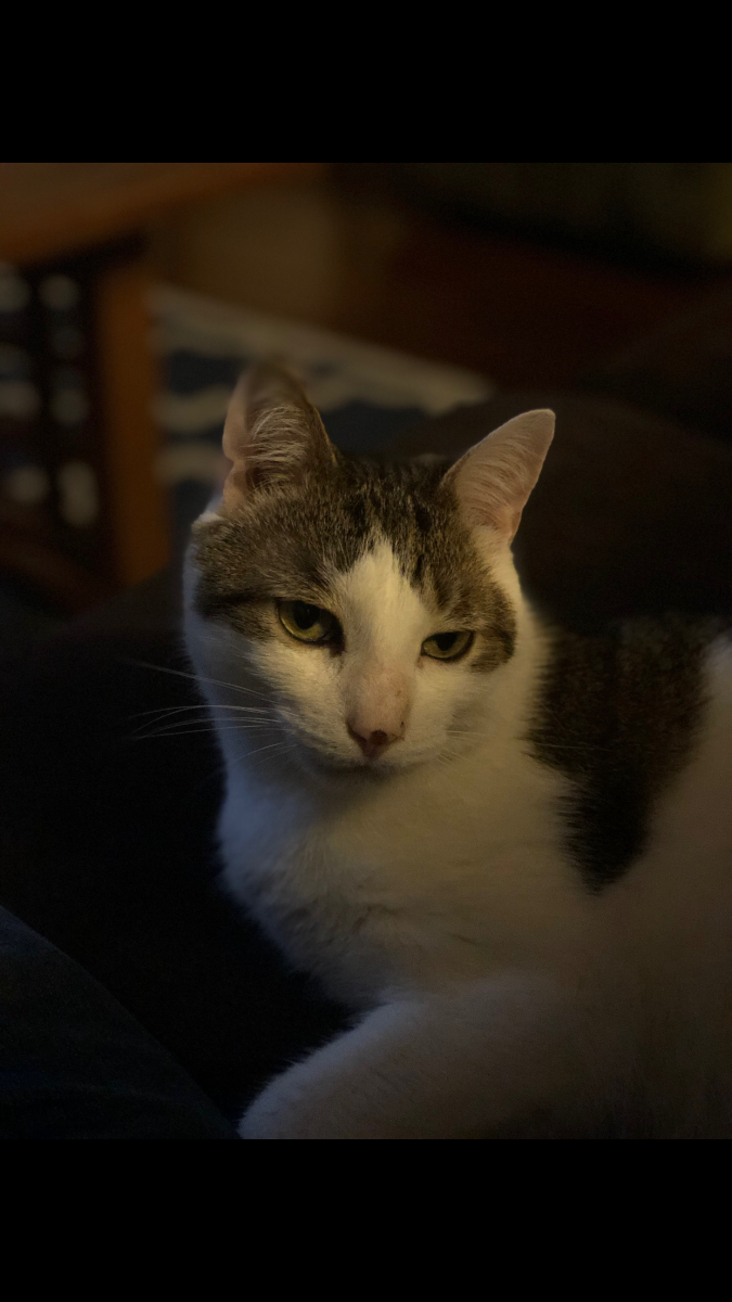 Image of Rudy, Lost Cat