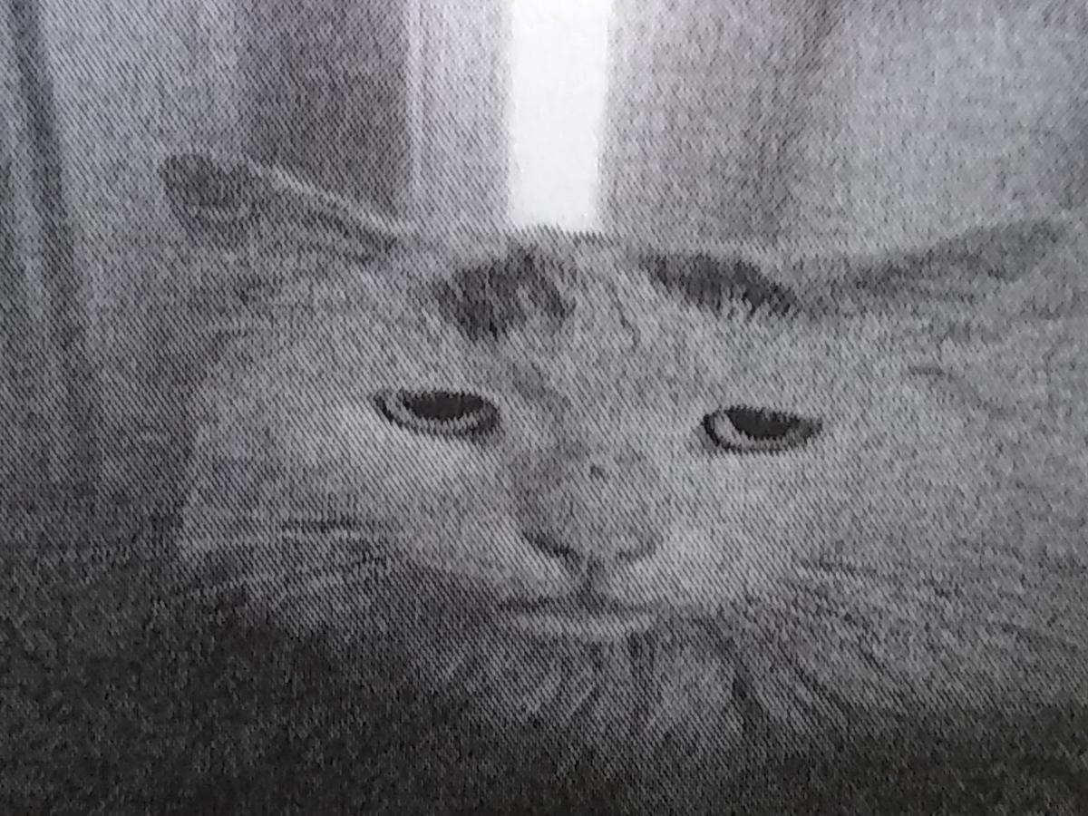 Image of Camaro, Lost Cat