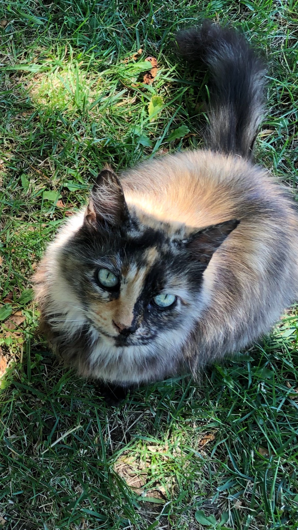 Image of Patsy, Lost Cat