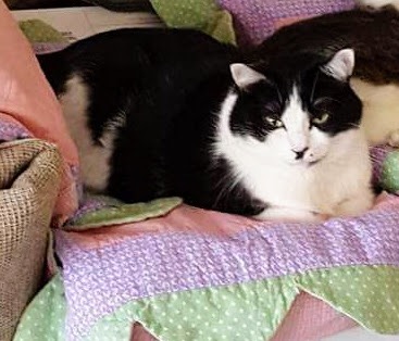 Image of Pinky, Lost Cat