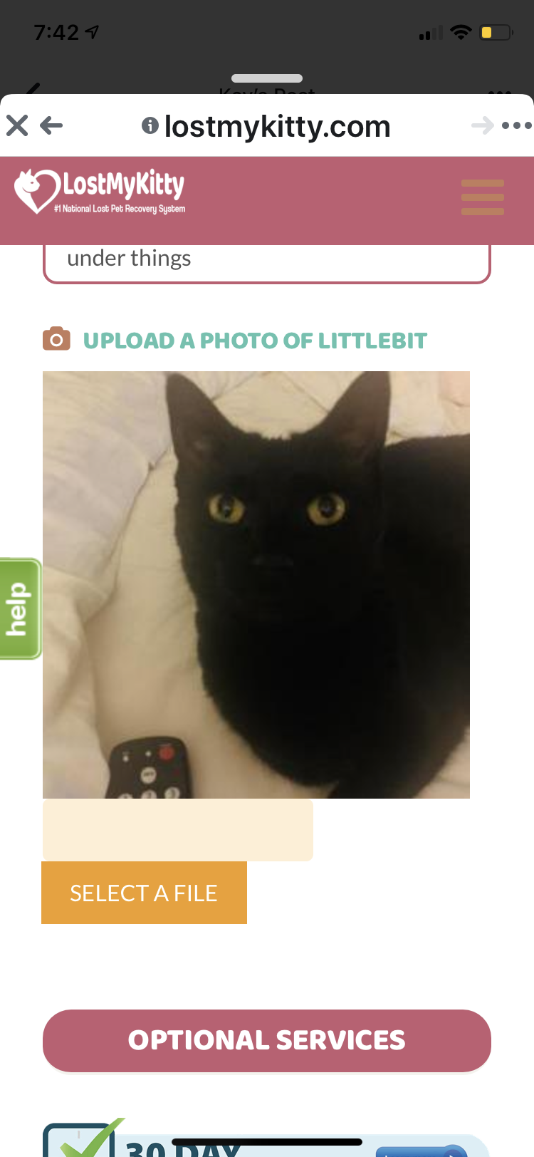 Image of Littlebit, Lost Cat