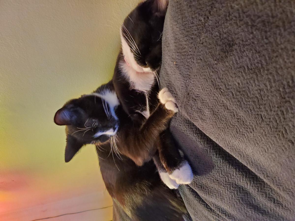 Image of Oreo and Tux, Lost Cat
