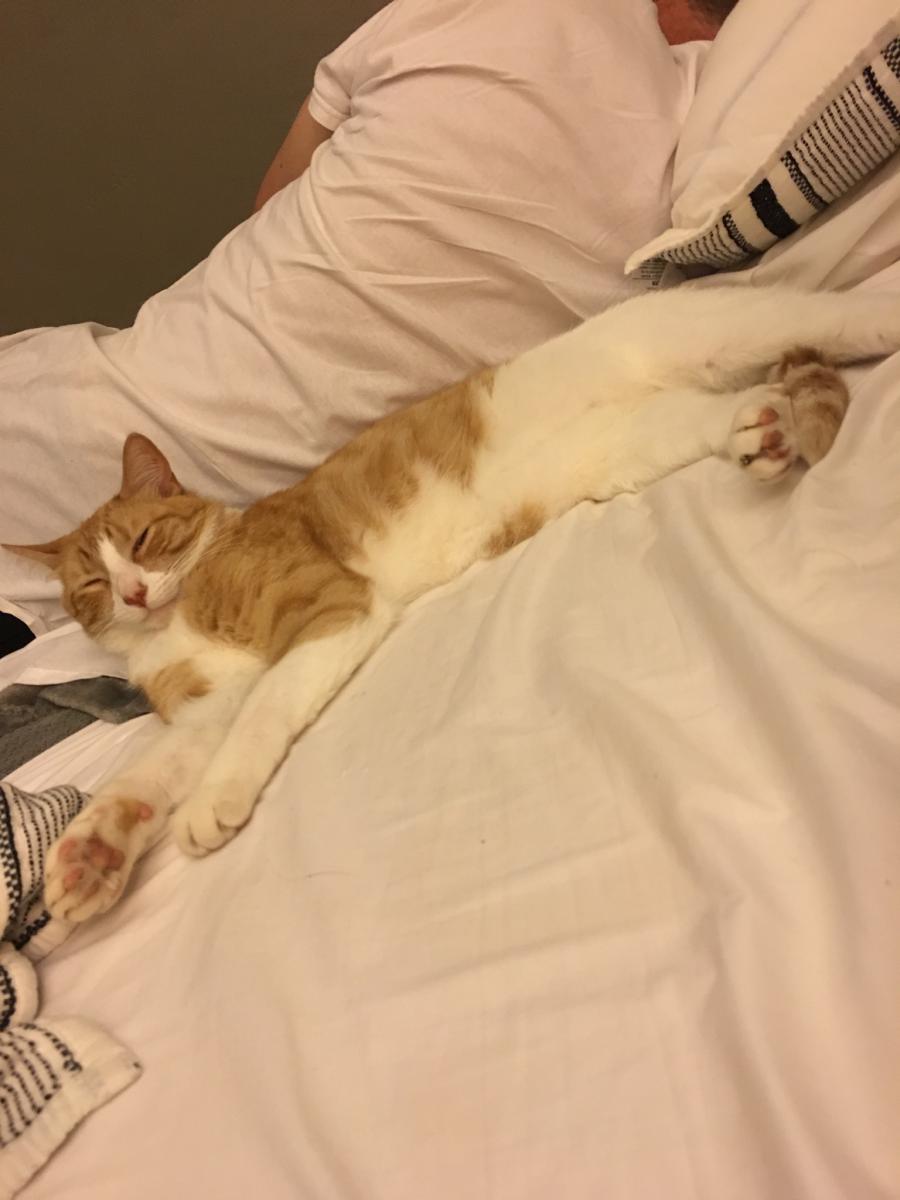 Image of Gideon (Giddy), Lost Cat