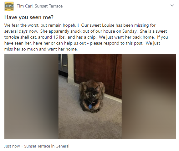 Image of Louise, Lost Cat