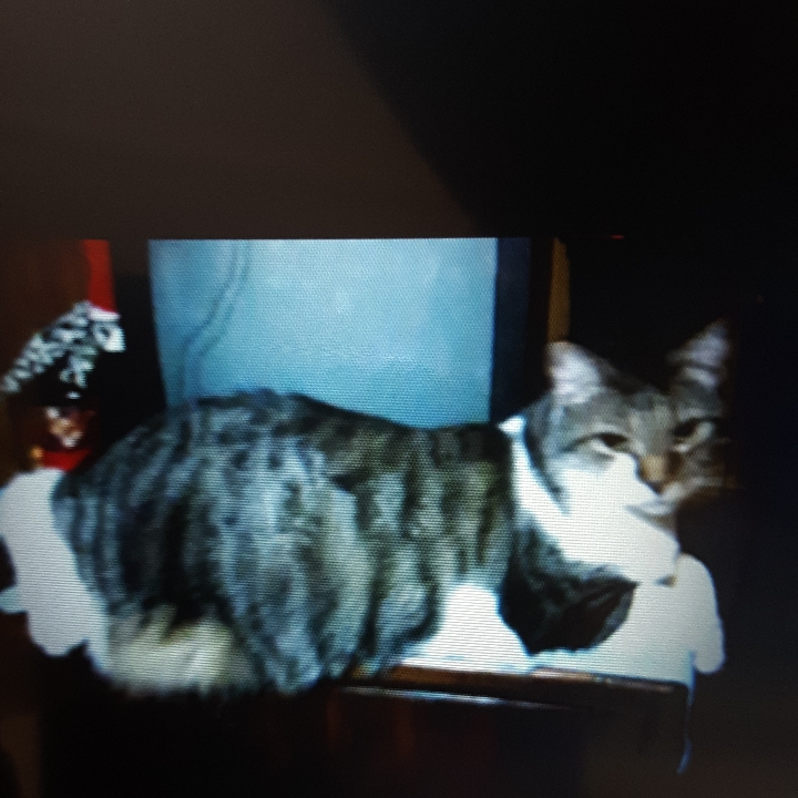 Image of Dolcey Poirier, Lost Cat