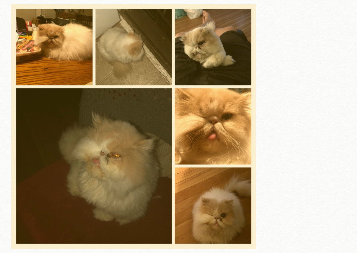 Image of Mister Winks, Lost Cat