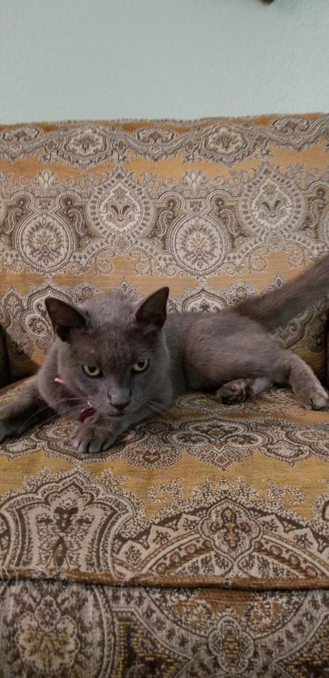 Image of Russian Blue Cat, Found Cat