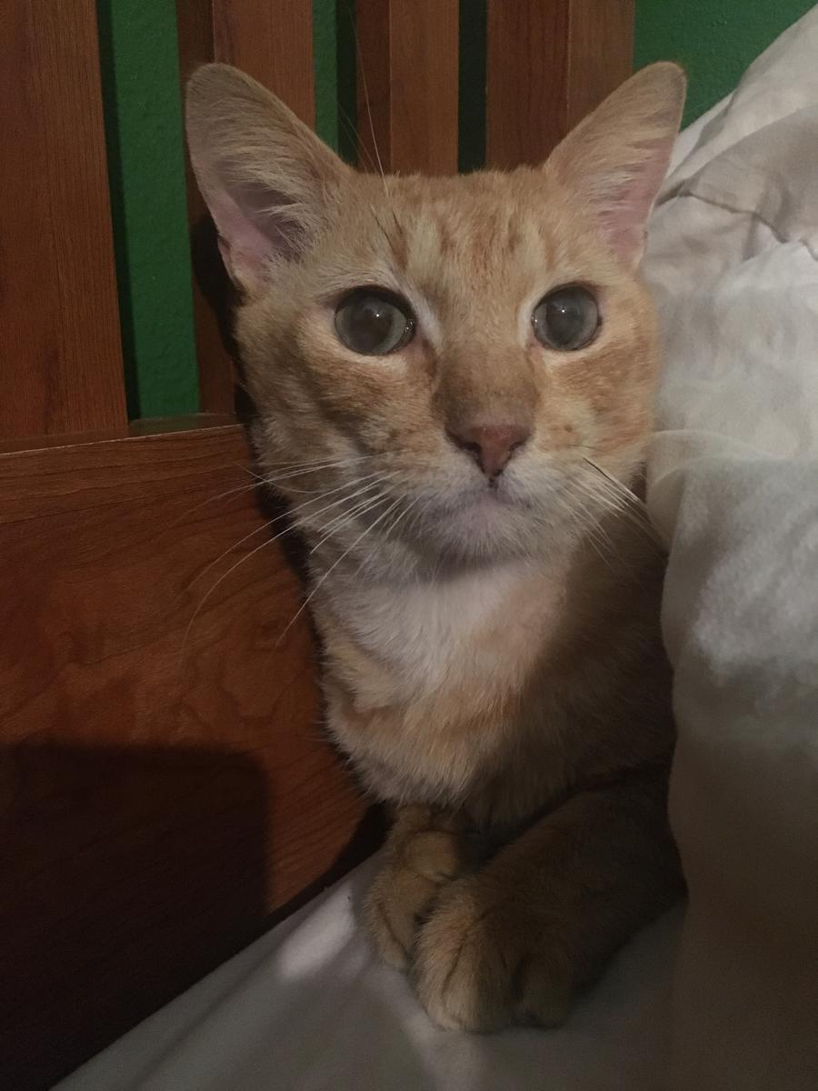Image of Mac, Lost Cat