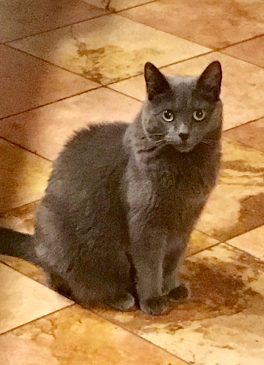 Image of Lovey, Lost Cat