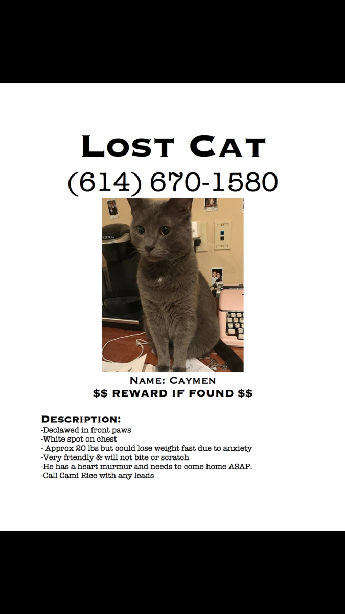 Image of Caymen, Lost Cat