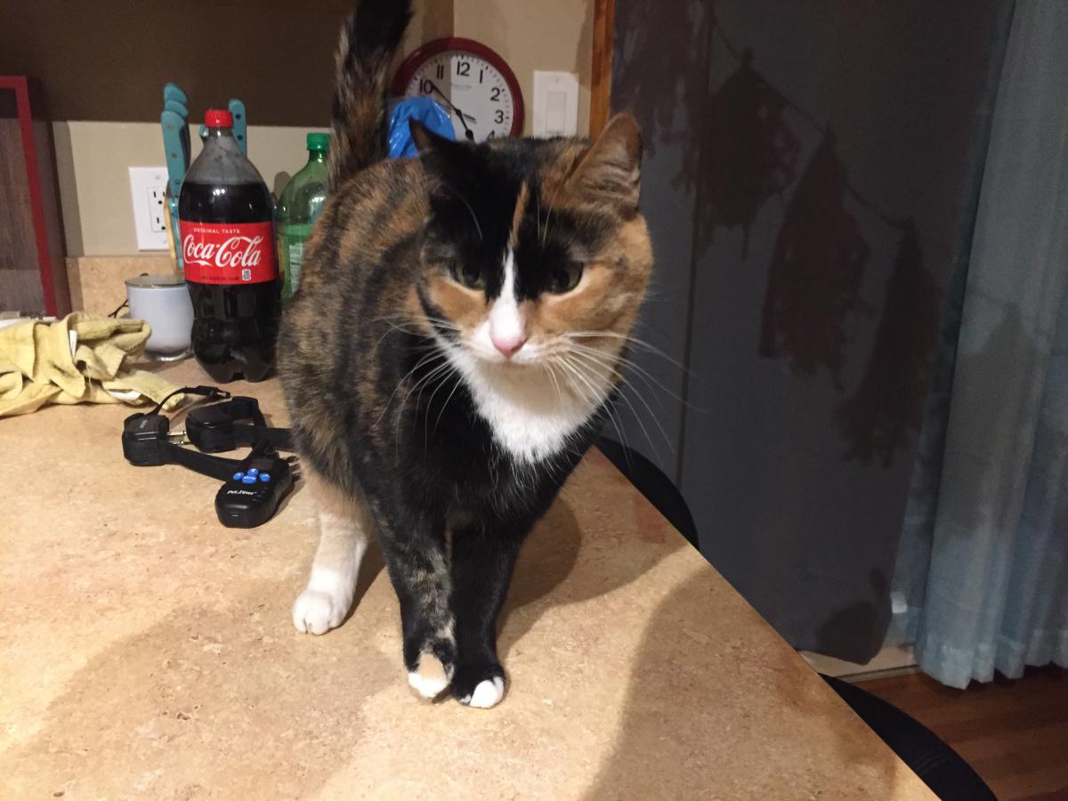 Image of Miss Sherman, Lost Cat