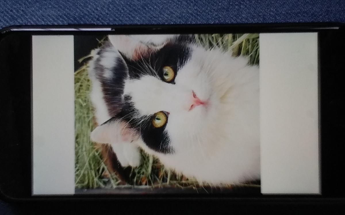 Image of Patches, Lost Cat