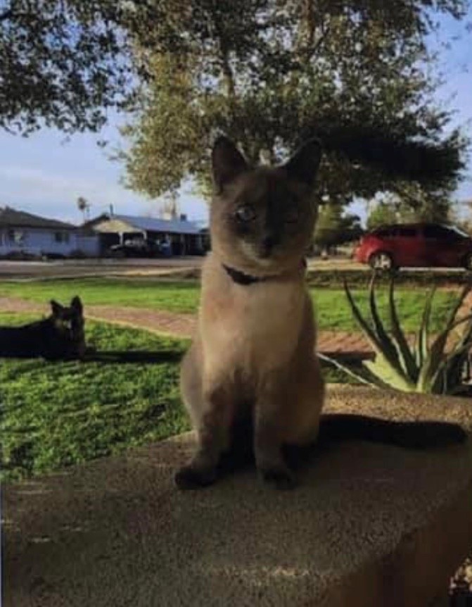 Image of Tazzy, Lost Cat