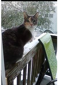 Image of Liyah, Lost Cat