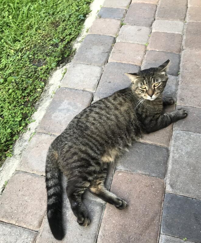 Image of Garfield Pepe, Lost Cat