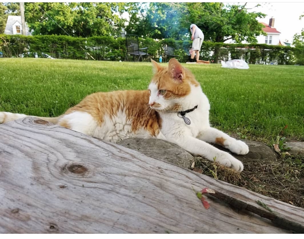 Image of Butterscotch (bubs), Lost Cat