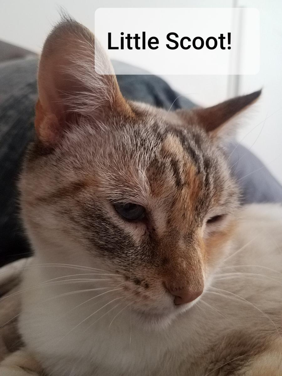Image of Scootie, Lost Cat