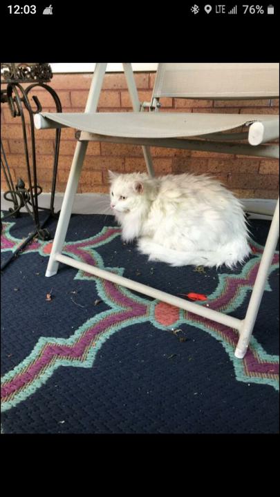 Image of Snow (long hair), Lost Cat