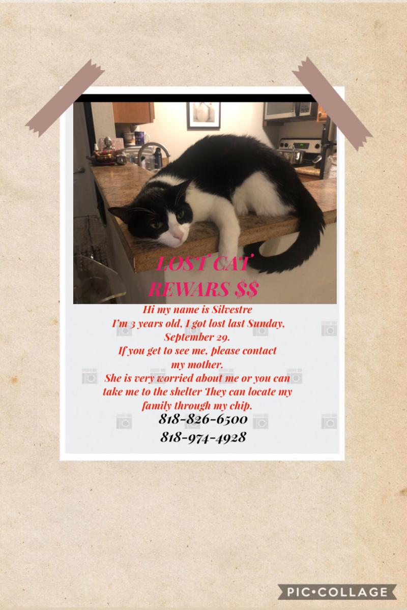 Image of Silvestre, Lost Cat