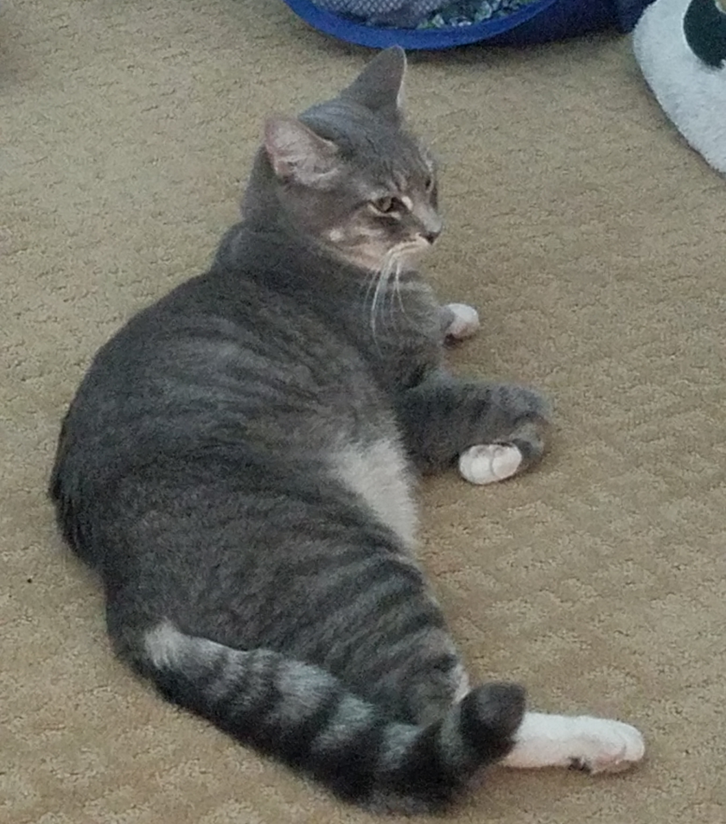 Image of Tubby / Tubbs, Lost Cat