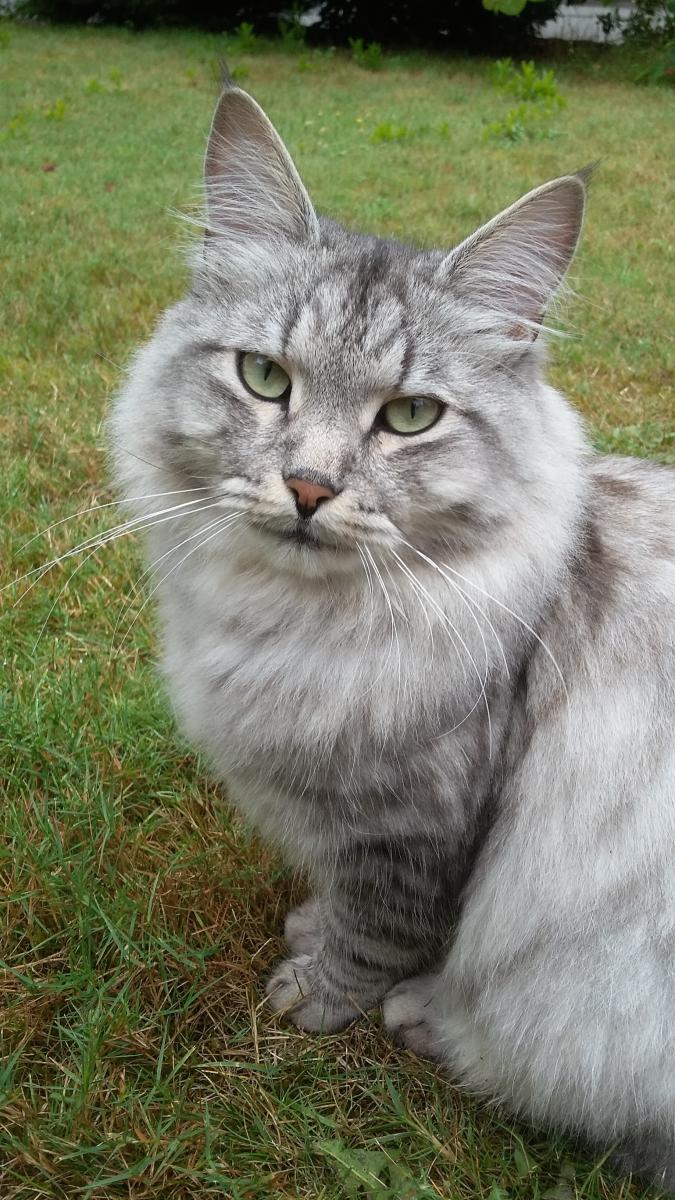 Image of Stoli, Lost Cat